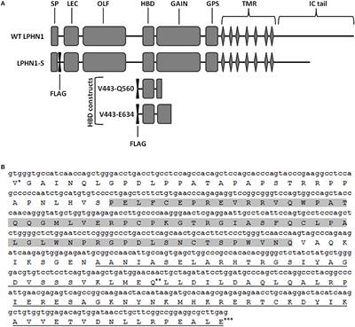 Teneurin C-Terminal Associated Peptide (TCAP)-1 and Latrophilin Interaction in HEK293 Cells: Evidence for Modulation of Intercellular Adhesion